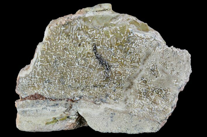 Polished Dinosaur Bone (Gembone) Section - Morocco #107050